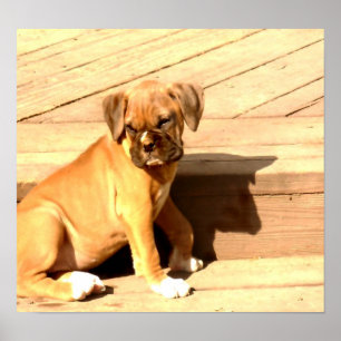 Fawn boxer puppy sitta poster