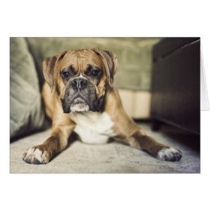 Fawn Boxer Valp Hälsningskort