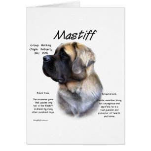 Fawn Fluffy Mastiff Historik Hälsningskort