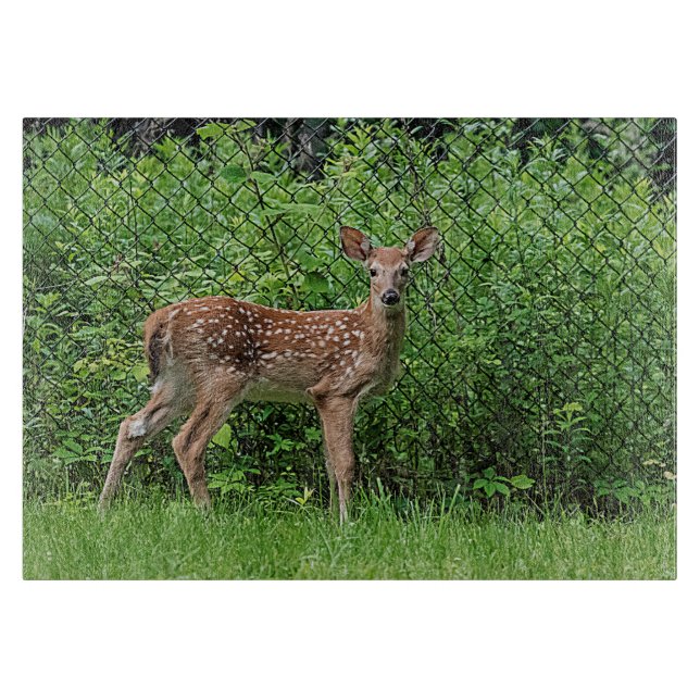 Fawn framför staketet (Framsidan)