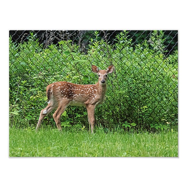 Fawn framför staketet fototryck (Framsidan)