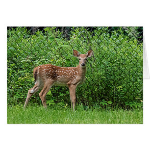 Fawn framför staketet hälsningskort