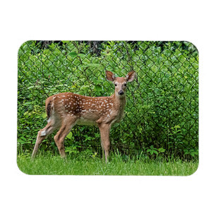 Fawn framför staketet magnet
