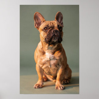Fawn fransk bulldog Sage Studio Porträtt Affisch