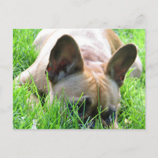 Fawn Fransk Bulldog Vykort