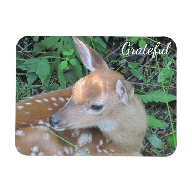 Fawn Gratitude Magnet (Horisontell)