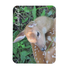Fawn Gratitude Magnet