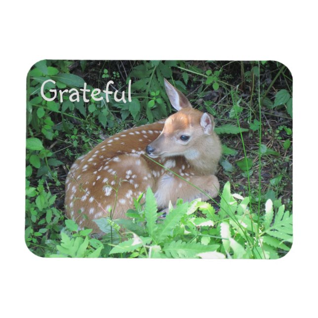 Fawn Gratitude Magnet (Horisontell)