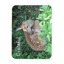 Fawn Gratitude
