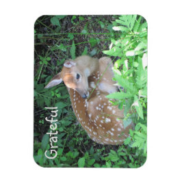 Fawn Gratitude Magnet
