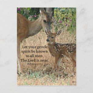 Fawn Hjort Nature Wildlife Christian Creationarts Vykort