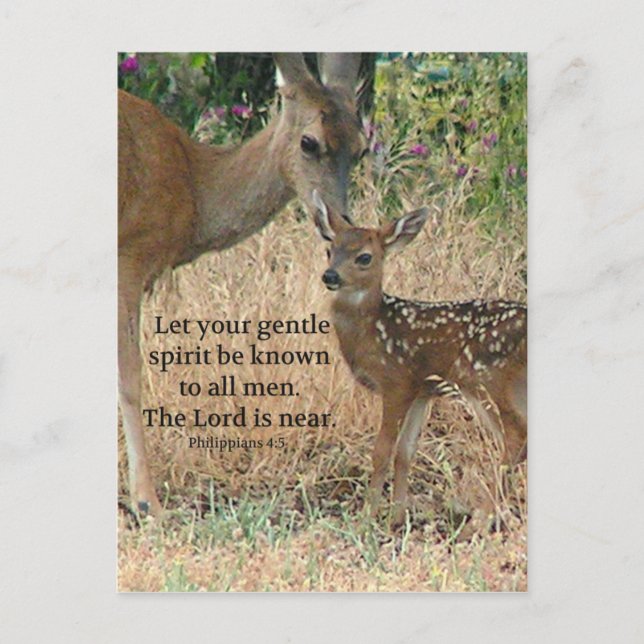 Fawn Hjort Nature Wildlife Christian Creationarts Vykort (Framsida)