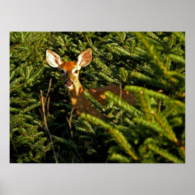 Fawn i Gräs Träd Poster (Framsidan)
