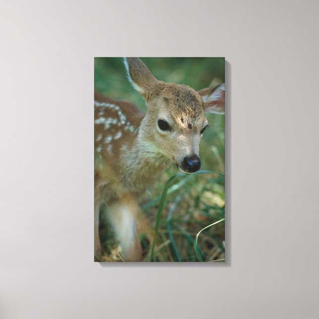 Fawn in Grass Canvastryck (Framsida)