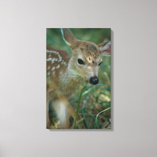 Fawn in Grass Canvastryck