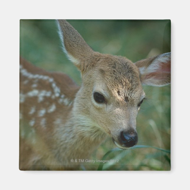 Fawn in Grass Magnet (Framsidan)
