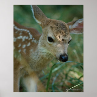 Fawn in Grass Poster
