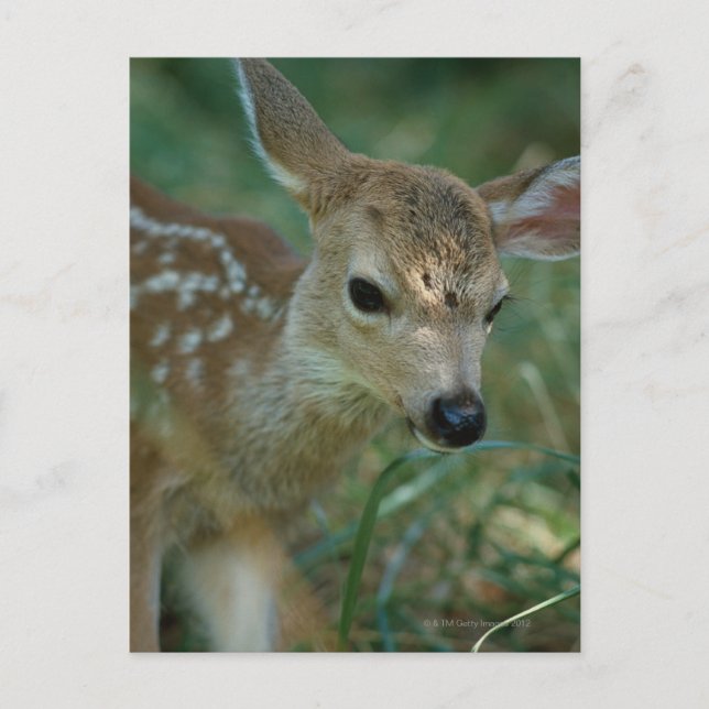 Fawn in Grass Vykort (Framsida)
