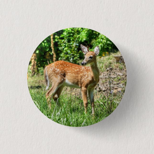 Fawn Knapp (Framsida)
