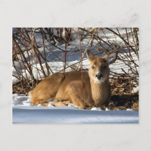 Fawn ljugande på gräs vykort
