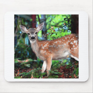 Fawn Musmatta