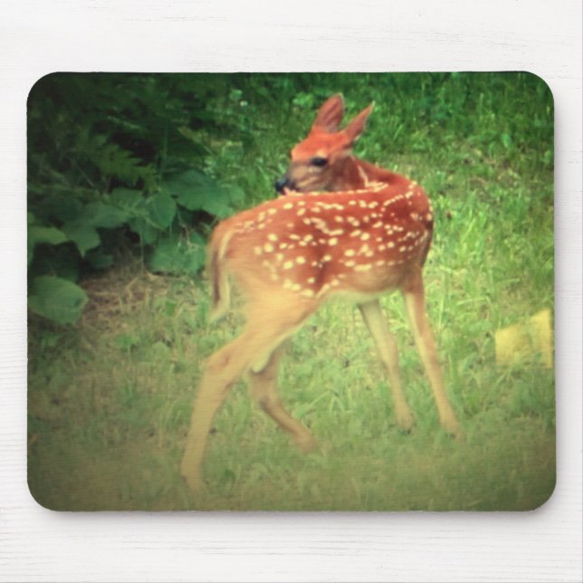 Fawn Musmatta (Framsidan)