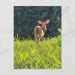Fawn Permanent in the Grass Vykort