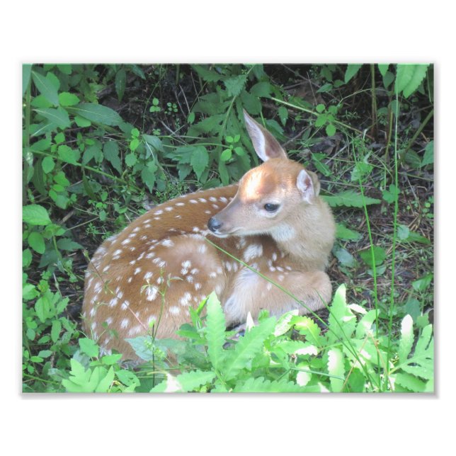 Fawn Photo Print Fototryck (Framsidan)