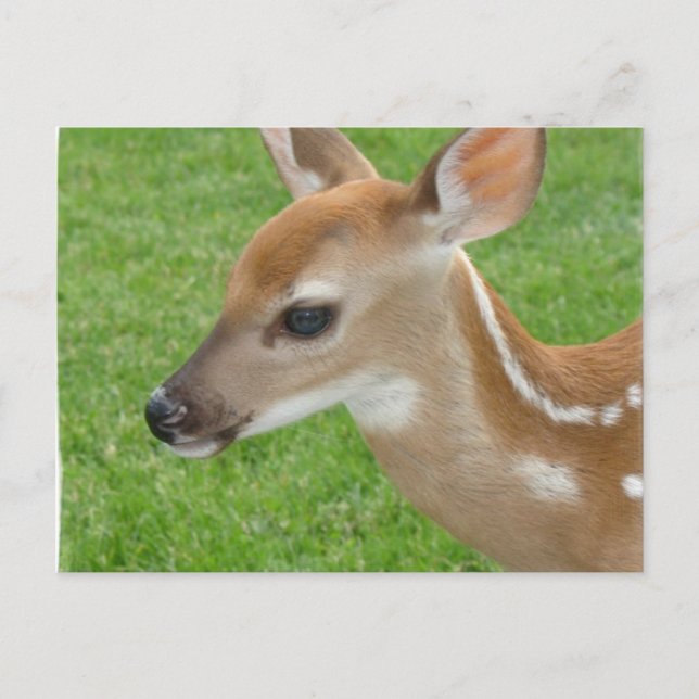 Fawn Postcard Vykort (Framsida)