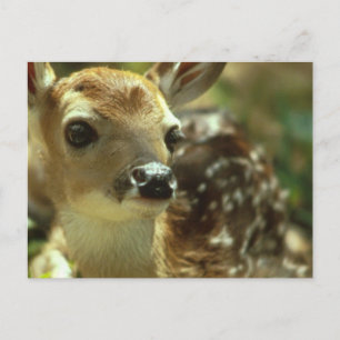 Fawn Postcard Vykort