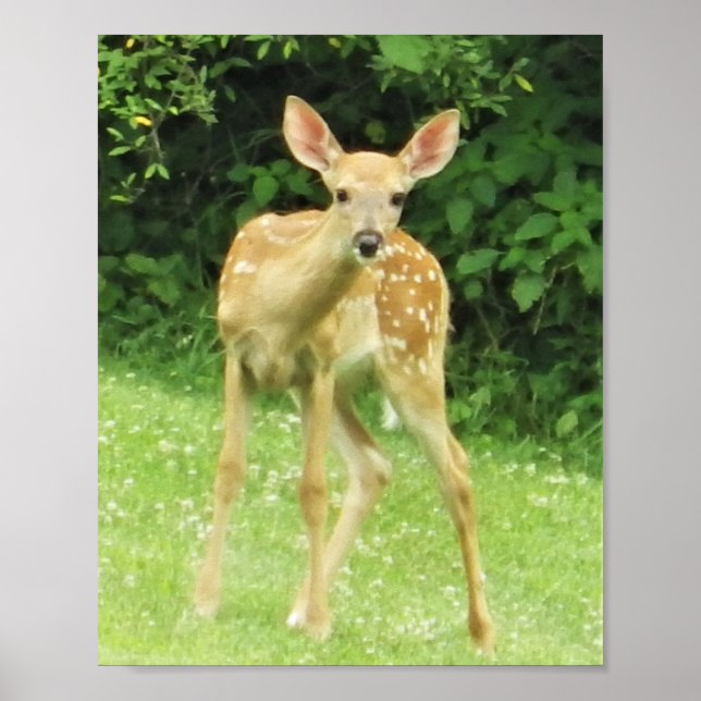 Fawn Poster (Framsidan)