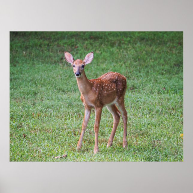 Fawn Poster (Framsidan)