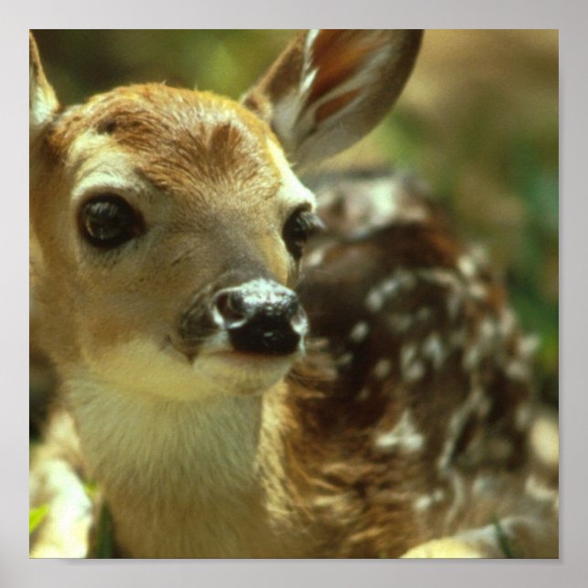 Fawn Poster (Framsidan)