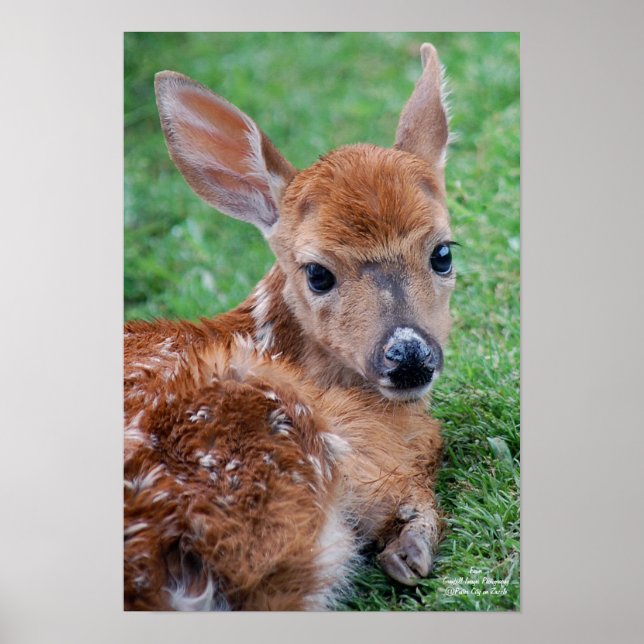 Fawn Poster (Framsidan)