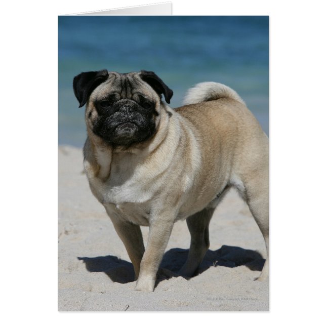 Fawn Pug at the Beach Hälsningskort (Framsidan)