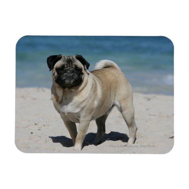 Fawn Pug at the Beach Magnet (Horisontell)