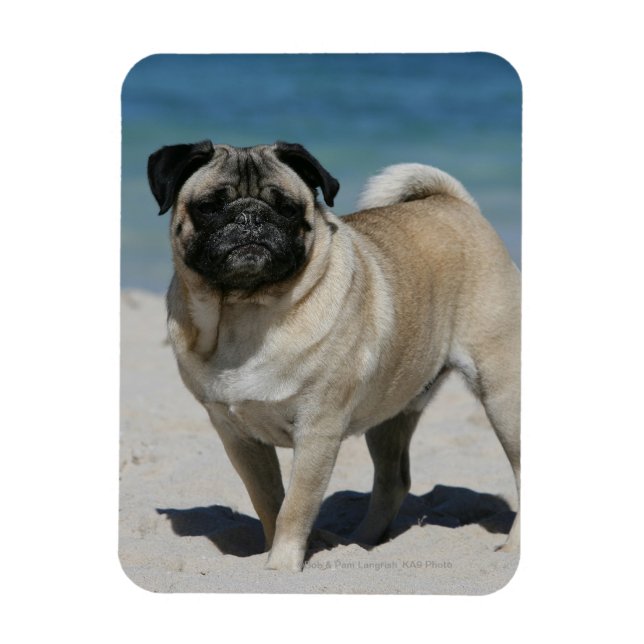Fawn Pug at the Beach Magnet (Vertikal)