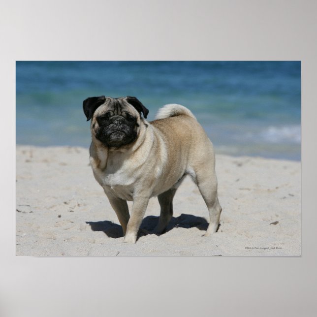 Fawn Pug at the Beach Poster (Framsidan)