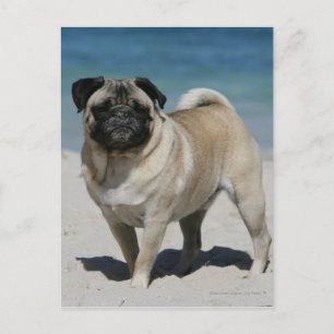 Fawn Pug at the Beach Vykort