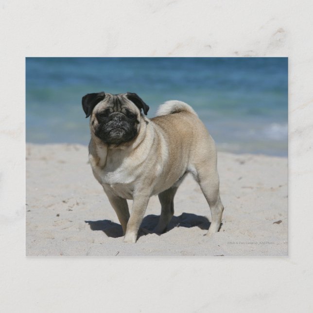 Fawn Pug at the Beach Vykort (Framsida)