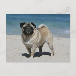 Fawn Pug at the Beach Vykort