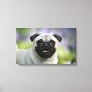 Fawn Pug on Alert Canvastryck