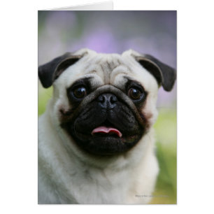 Fawn Pug on Alert Hälsningskort