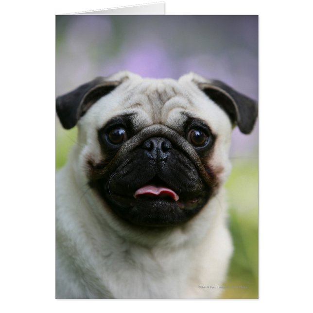 Fawn Pug on Alert Hälsningskort (Framsidan)