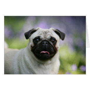 Fawn Pug on Alert Hälsningskort