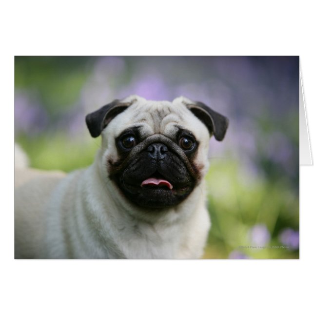 Fawn Pug on Alert Hälsningskort (Framsidan Horizontal)