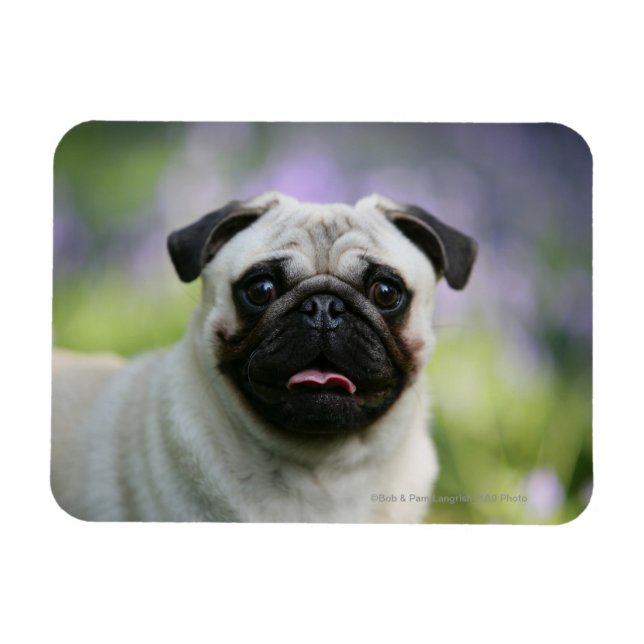 Fawn Pug on Alert Magnet (Horisontell)