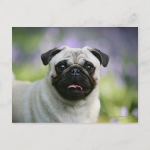 Fawn Pug on Alert Vykort