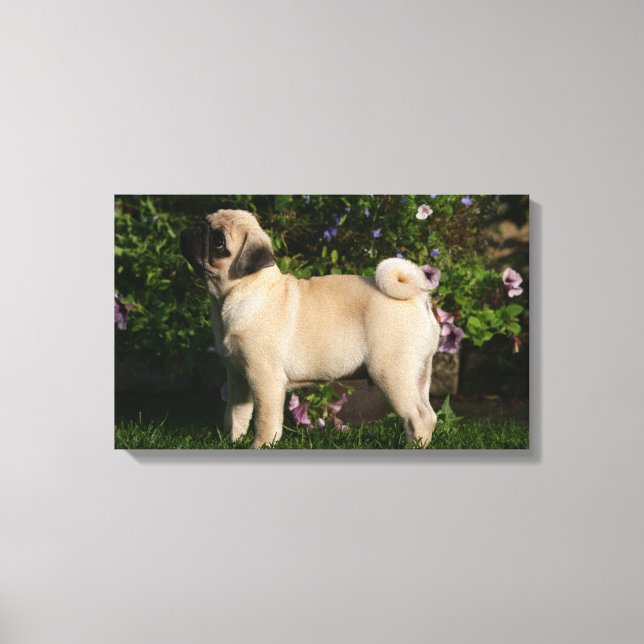Fawn Pug-profil Canvastryck (Framsida)