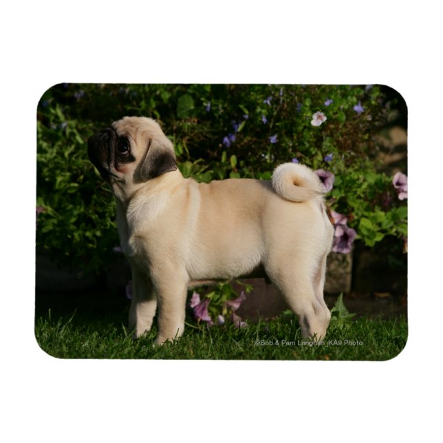 Fawn Pug-profil Magnet (Horisontell)